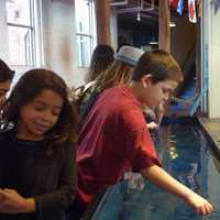 <p>Children gather at the &quot;Jiggle A Jelly&quot; exhibit at the Maritime Aquarium Saturday.</p>