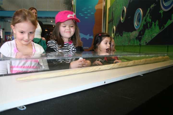Viewing the tusk are, from left: Nina Alexakis, 4 of Dumont, N.J.; Jaelin Murphy, 5, of Bergenfield, N.J.; Natalia Ramirez, 5, of Dumont, N.J.; and Brooke Mallardi, 4, of Bergenfield, N.J. 