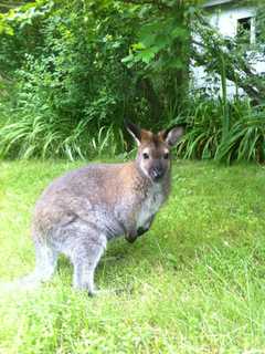 New Sighting: Missing North Salem Wallaby Spotted In Somers