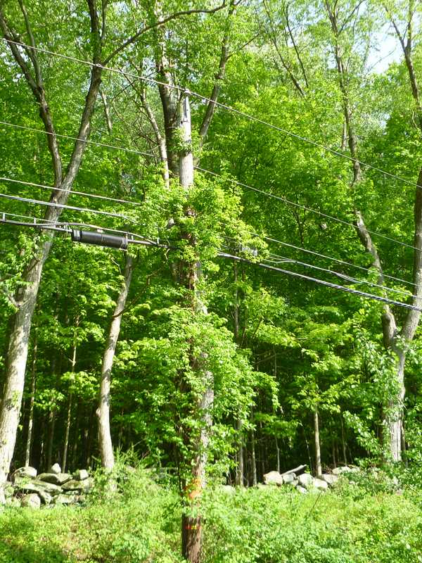 New Canaan Suspends Tree Removal By Eversource