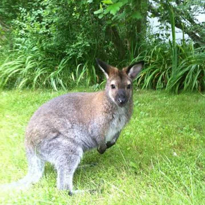 Sightings of Indy, a missing wallaby, have been reported around North Salem High School.