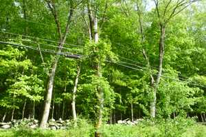 Learn More About UI's Tree-Pruning Plans For Bridgeport