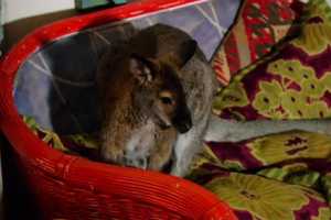 Search Continues For Wallaby Missing In North Salem Area