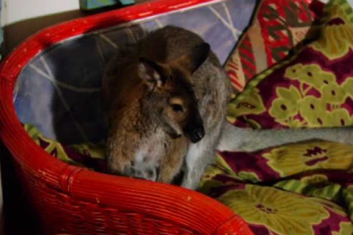 Search Continues For Wallaby Missing In North Salem Area