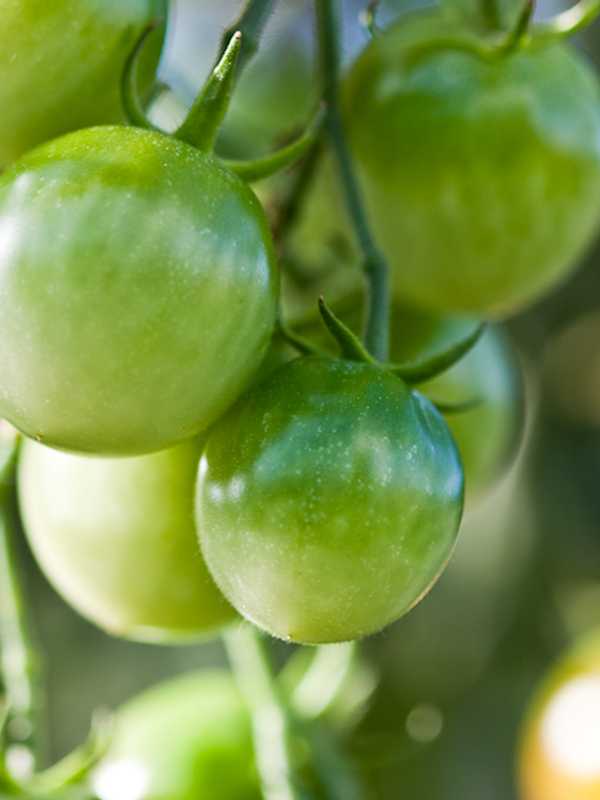 New Milford Gauging Support For Community Garden