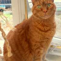 <p>Sammy and his sister, Sissy, are available for adoption at Wilton&#x27;s Animals in Distress.</p>