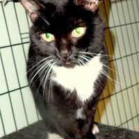 <p>Sissy and her brother, Sammy, are waiting to be adopted at Wilton&#x27;s Animals in Distress.</p>