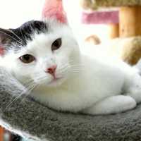 <p>Yoko is available for adoption at Wilton&#x27;s Animals in Distress.</p>