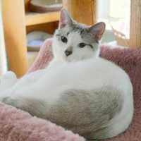 <p>Ziggy is available for adoption at Wilton&#x27;s Animals in Distress.</p>