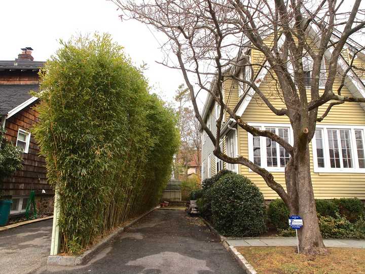 Hart&#x27;s bamboo creates a green, natural barrier between him and his neighbors. 