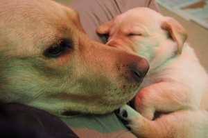 Yorktown's Guiding Eyes Seeks Foster Families For Breeding Dogs