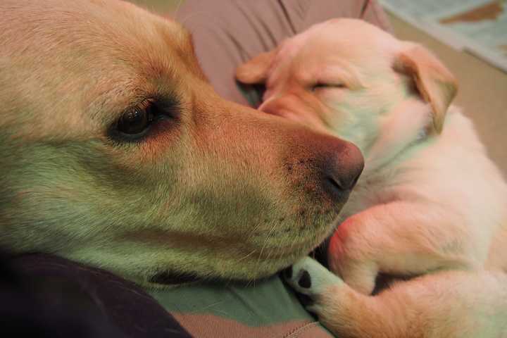 Yorktown's Guiding Eyes Seeks Foster Families For Breeding Dogs