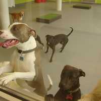 <p>Dogs enjoy running around in one of the play areas at the newly-opened Pooch Hotel on East Avenue in Norwalk.</p>