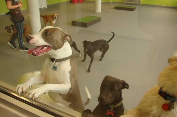 Dogs enjoy running around in one of the play areas at the newly-opened Pooch Hotel on East Avenue in Norwalk.