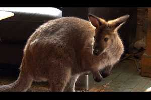 North Salem Family Remains Optimistic Missing Wallaby Will Be Found