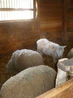 Sheep And Wool Festival Returns to Dutchess County