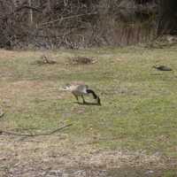 <p>Geese were one of the spectators at Sheep-to-Shawl in Sleepy Hollow.</p>