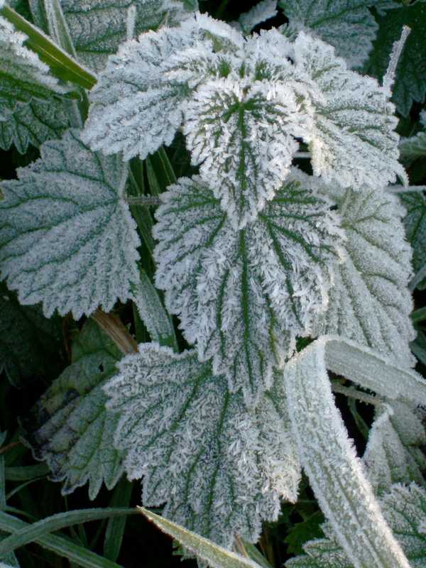 Frosty Conditions Kick Off Cool Week In Shelton