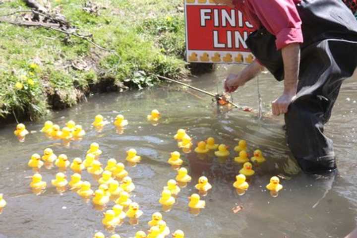 The Tarrytown Rotary Club is set to host the seventh annual Rotary Rubber Duck Derby on April 26. 