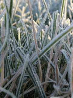 Frost Advisory Issued Ahead Of Warm Week In Fairfield