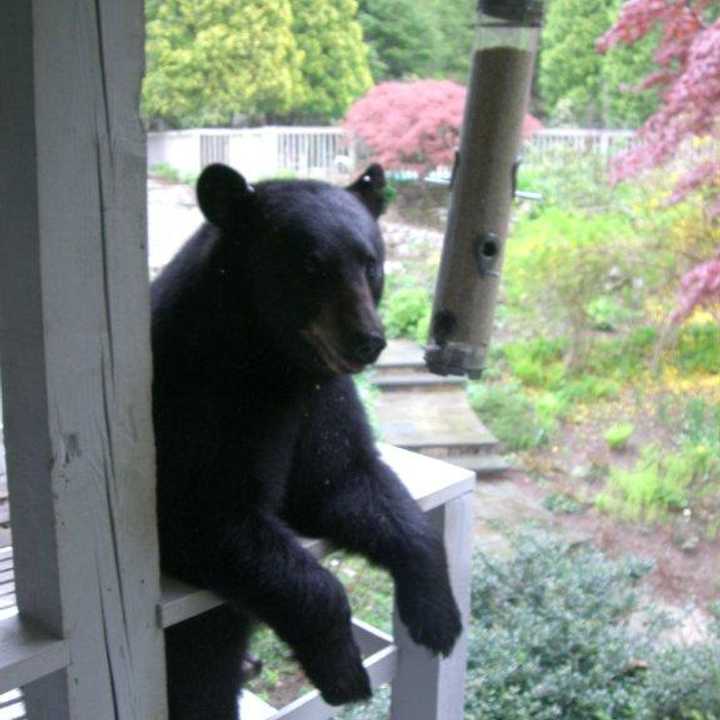 Bear encounters are becoming more and more common in Westchester County. This one makes itself right at home. 
