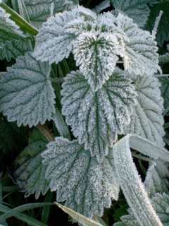 Freeze Watch In Effect For Danbury