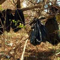 <p>Yonkers police found as many as 30 dead cats in plastic bags hanging from tree branches in a wooded area off Overlook Terrace Thursday morning, police officials said.</p>