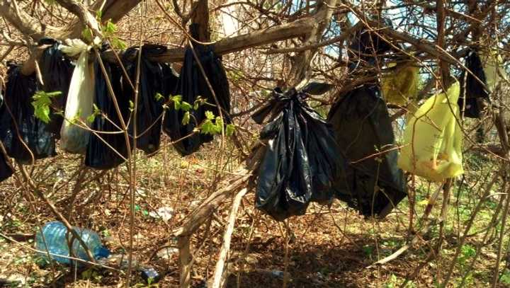 Yonkers police found as many as 30 dead cats in plastic bags hanging from tree branches in a wooded area off Overlook Terrace Thursday morning, police officials said.