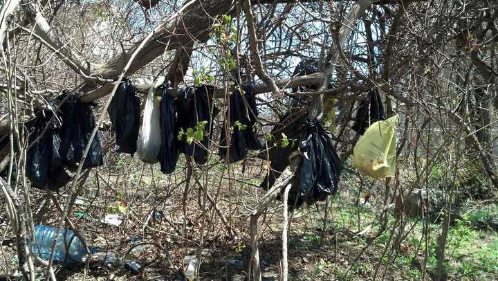 The dead cats and kittens were found by Yonkers DPW workers in various stages of decomposition, tied in garbage bags and hung to a tree in wooded area just off 14 Overlook Terrace.