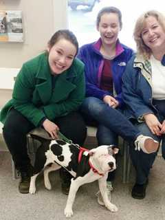 SPCA Excited For Annual Yorktown Walk And Pet Fair