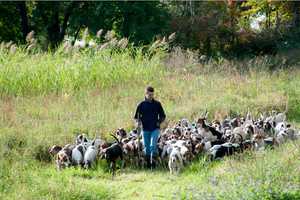 North Salem Huntsman Proves Adaptable With Life, Dogs