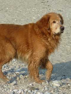 Dog Licenses Available At Westport Town Clerk's Office