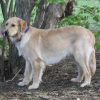 <p>Kooper, an 11-month-old golden retriever is missing. </p>