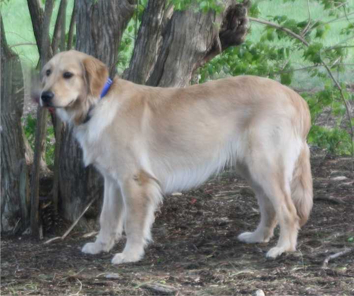 Kooper, an 11-month-old golden retriever is missing. 