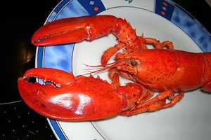 After Steep Decline, Long Island Sound's Lobsters May Be On The Comeback