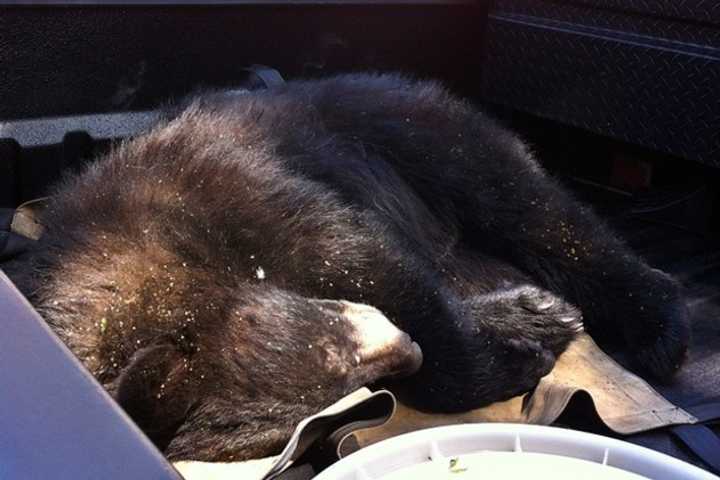 A 275-pound bear was tranquilized and brought down from a tree by state officials last year in Danbury. More bear sightings are being reported in Fairfield County. 