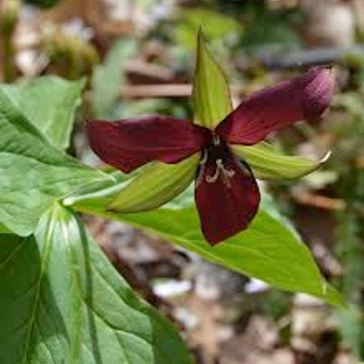 Purple Trillium, one of our native spring wildflowers.