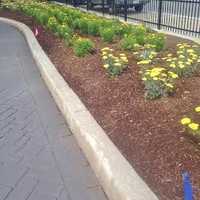 <p>Yellow flowers fill the planters along the edges of the park. </p>