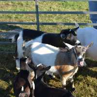 <p>Animals at the Tilly Foster Country Fair.</p>