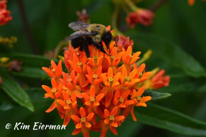 Native Bee on Butterflyweed. 
