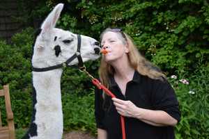 Llamas, Alpaca Make Appearance At Chappaqua Library