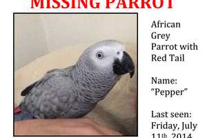 Reward Offered For Missing Mount Kisco Parrot That Flew Out Of Home