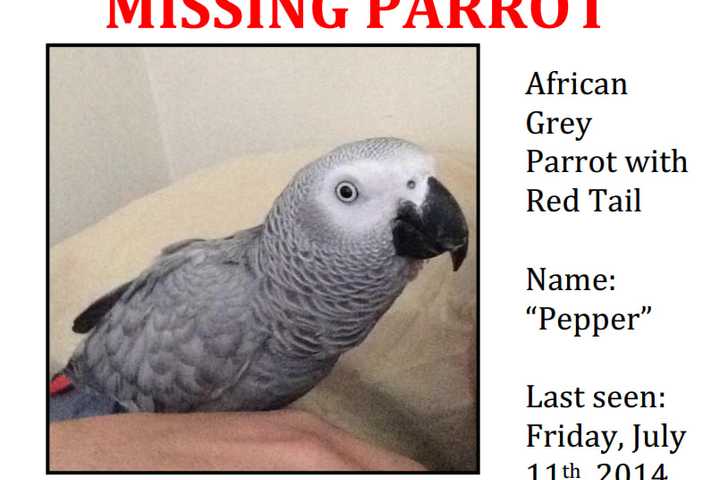 Reward Offered For Missing Mount Kisco Parrot That Flew Out Of Home