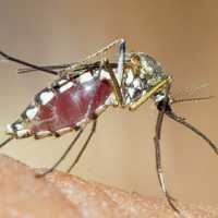 Northern Westchester Hospital Infectious Diseases Expert Talks Mosquitoes