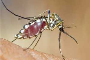 Mosquitoes With West Nile Virus Discovered In Darien, Joining Bridgeport, Greenwich, Stamford