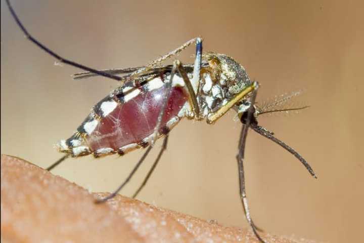 Mosquitoes With West Nile Virus Discovered In Darien, Joining Bridgeport, Greenwich, Stamford