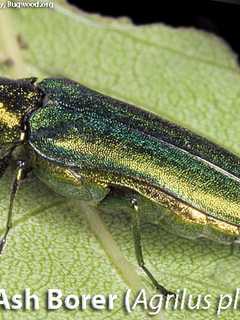 200 Trees To Be Felled In Redding's Putnam Park Before Bug Infection Hits