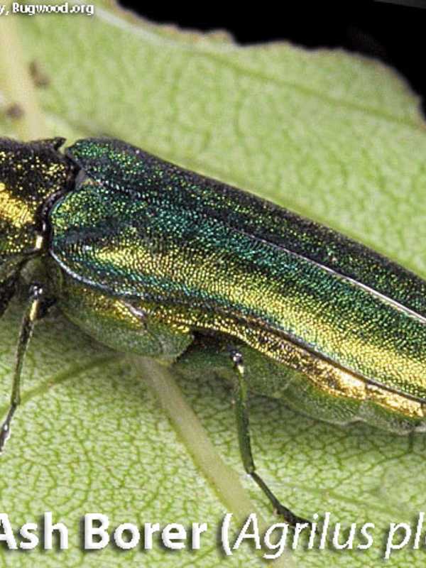 200 Trees To Be Felled In Redding's Putnam Park Before Bug Infection Hits