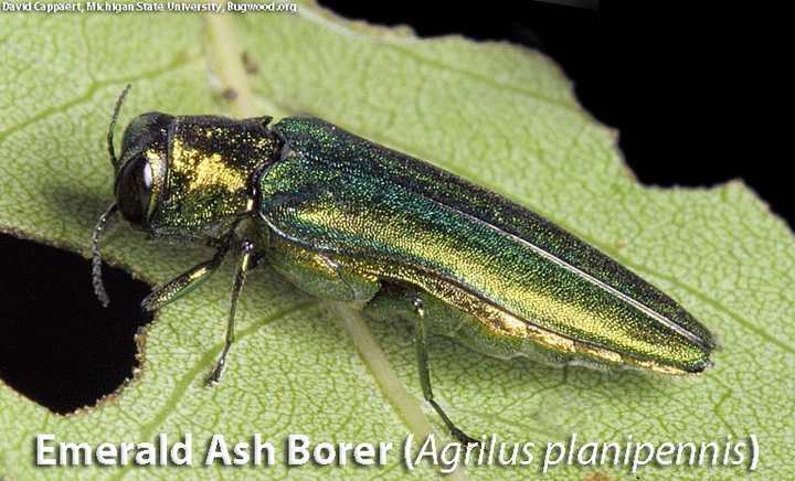 The Department of Energy and Environmental Protection decided to turn trees in Redding&#x27;s Putnam Park into lumber before they become infected with Emerald Ash Borers (pictured), an invasive and destructive insect, the Redding Pilot said.