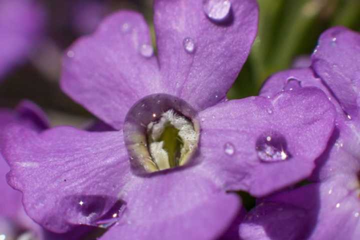 Flower petals with droplets.